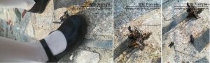 芷君公主鞋踩蝎子蜘蛛和面包虫
