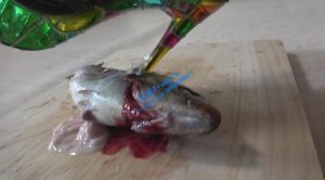 足彩馆 LF-2 強力な二人生足で魚など食材を気持ち良-97LZTD-2652
